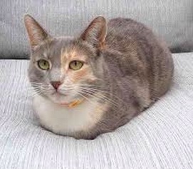 Catloaf